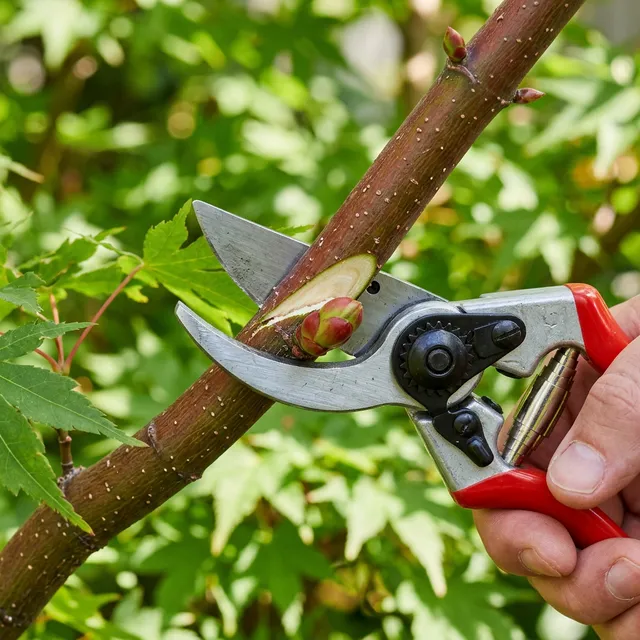 Macro view of sharp bypass shears making a precise 45-degree canopy pruning cut on a Japanese maple