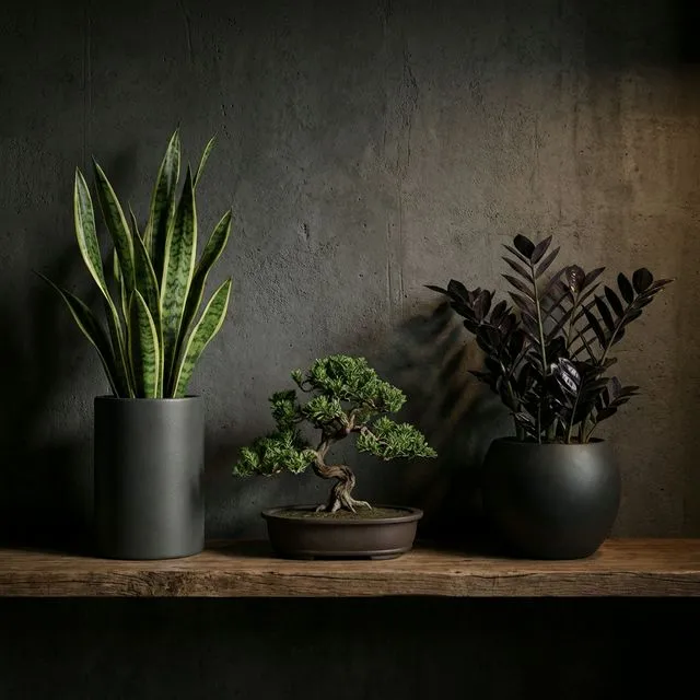 Trio of Shibui Plants